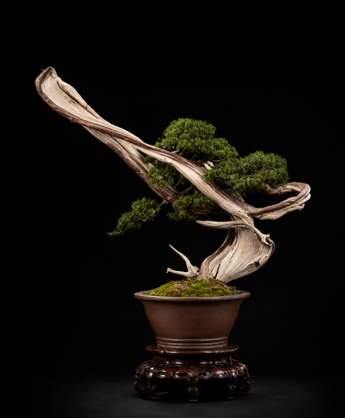 Wild-Collected Shimpaku (山採真柏) — 真柏 bonsai by Japanese bonsai artist Osamu Fukudate