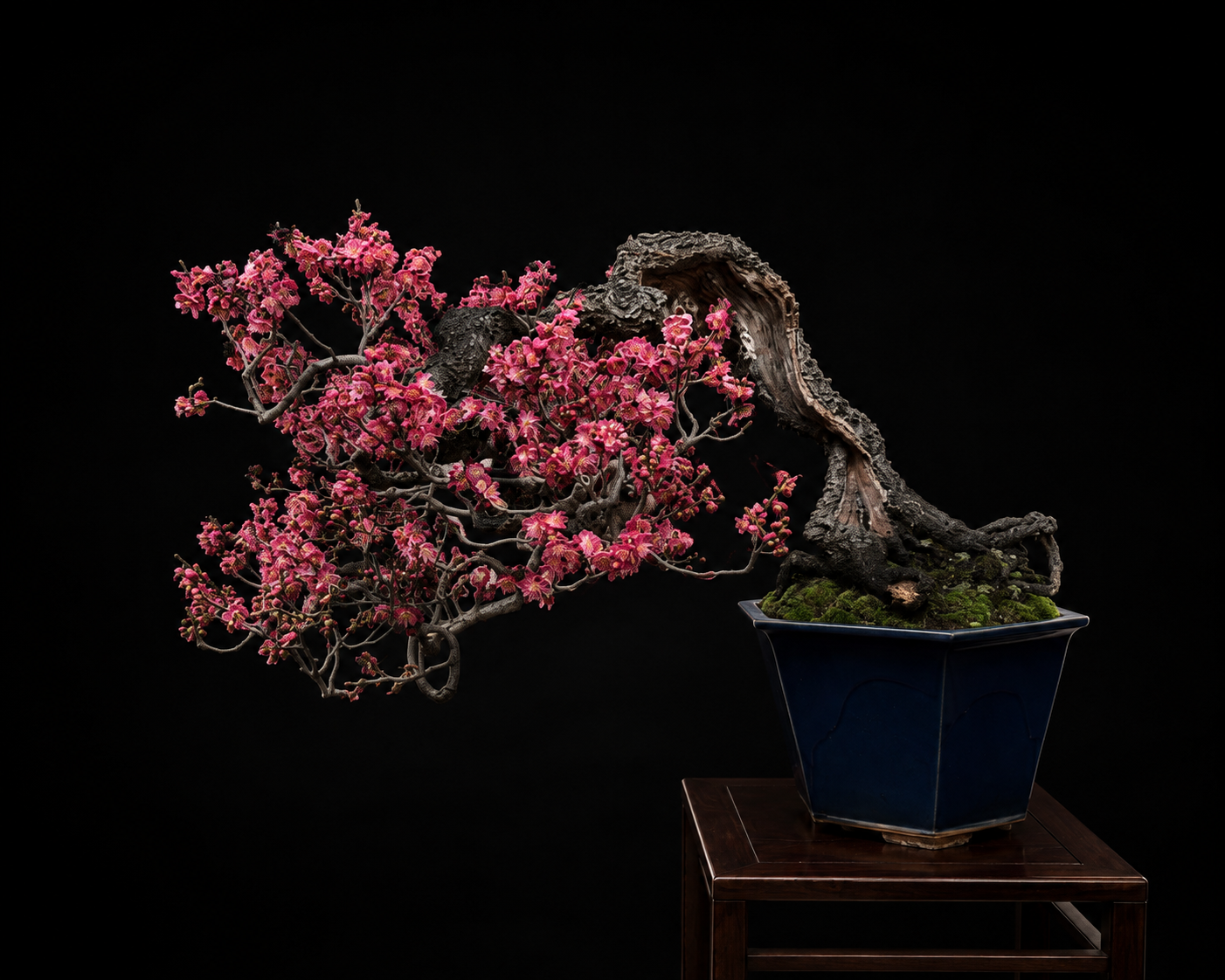 Scarlet Plum (緋梅) — 梅 bonsai by Japanese bonsai artist Osamu Fukudate