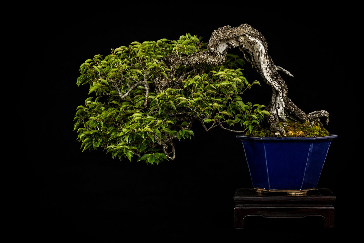 Scarlet Plum II (緋梅 II) — 梅 bonsai by Japanese bonsai artist Osamu Fukudate
