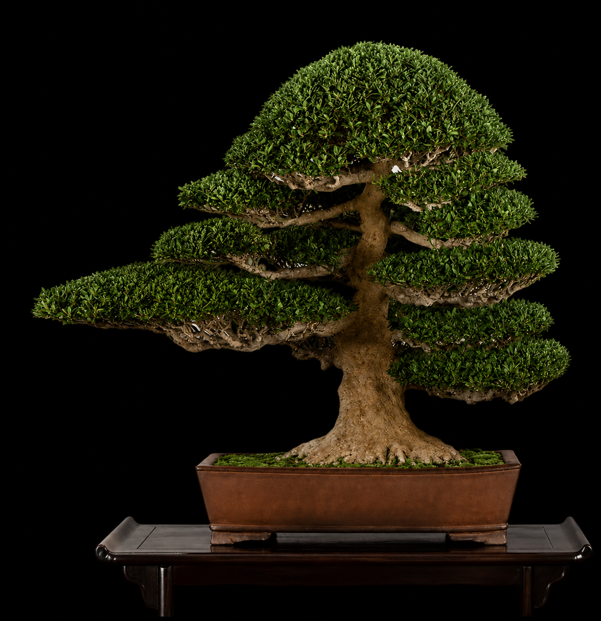 Satsuki Azalea (皐月) — 皐月 bonsai by Japanese bonsai artist Osamu Fukudate