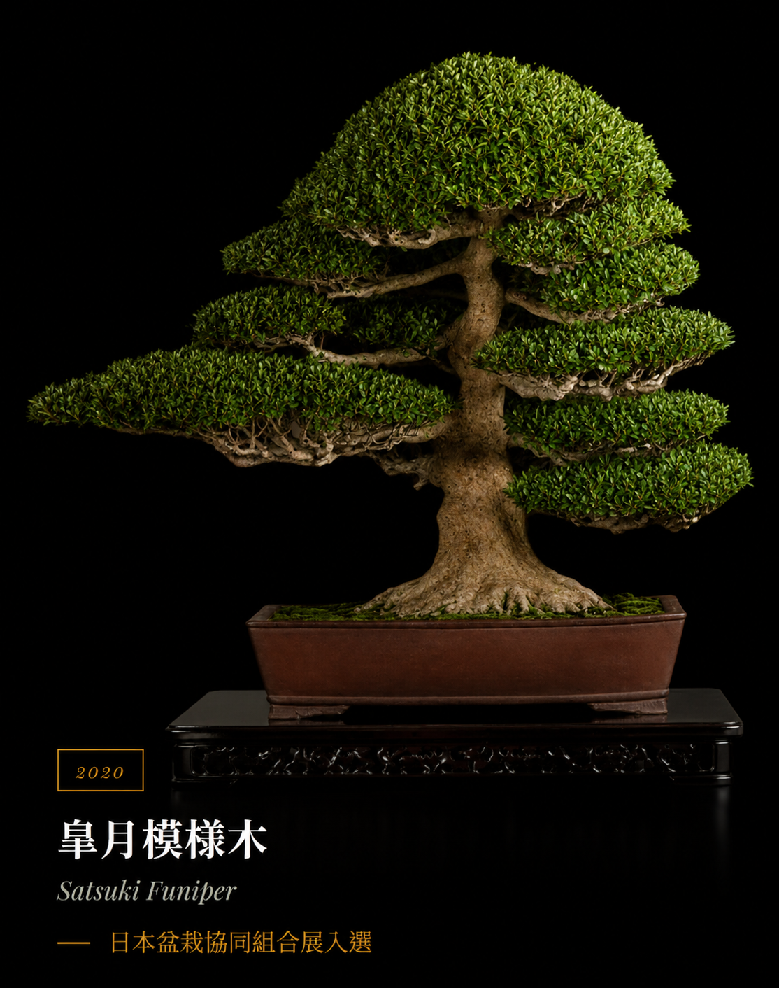 皐月模樣木