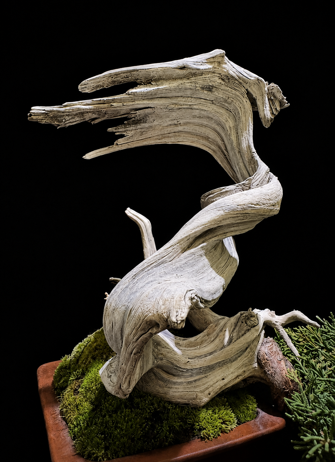 Shimpaku Juniper (真柏) — 真柏 bonsai by Japanese bonsai artist Osamu Fukudate