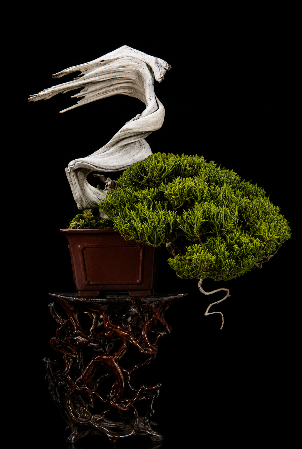 Shimpaku Miniature II (真柏小品 II) — 真柏 bonsai by Japanese bonsai artist Osamu Fukudate