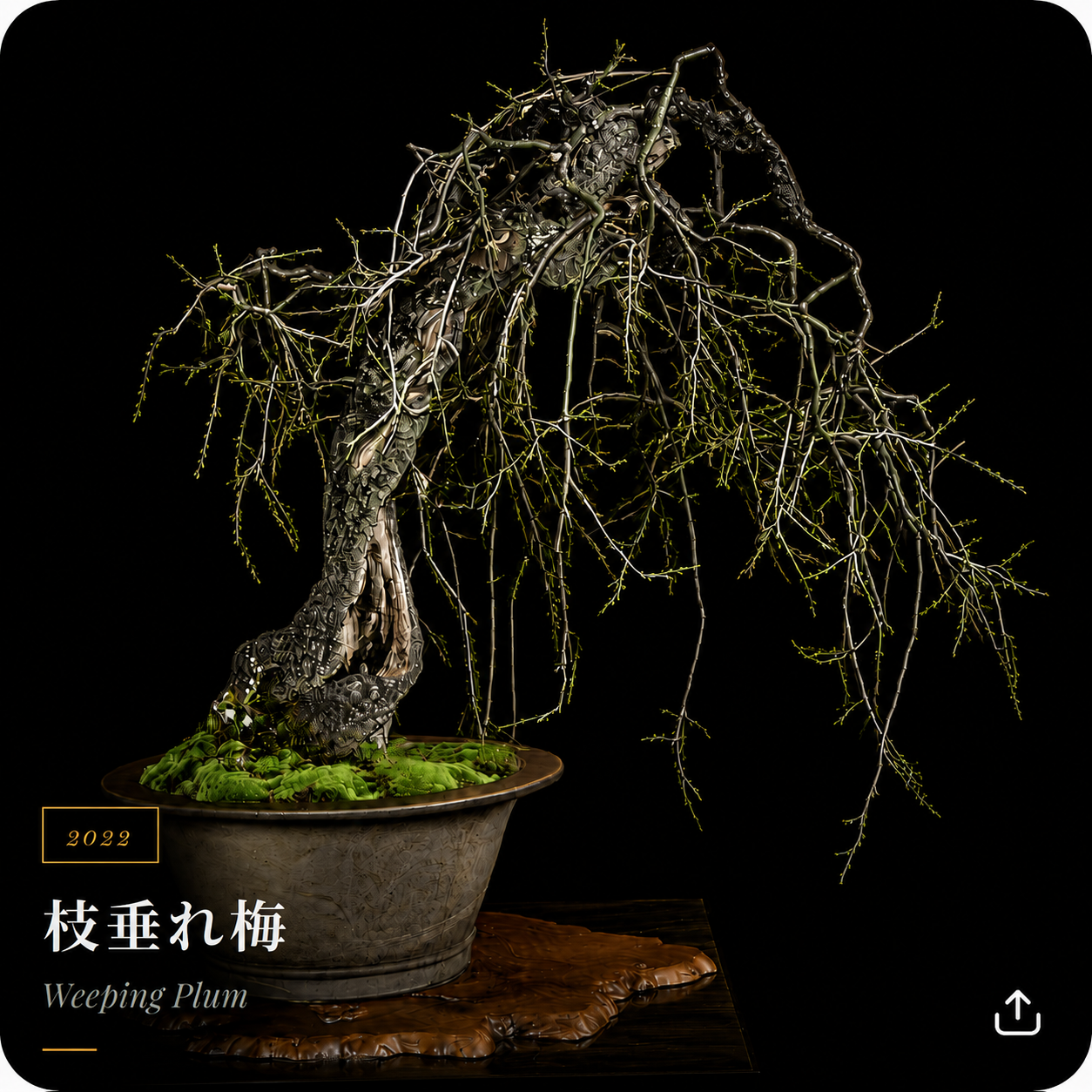 枝垂梅
